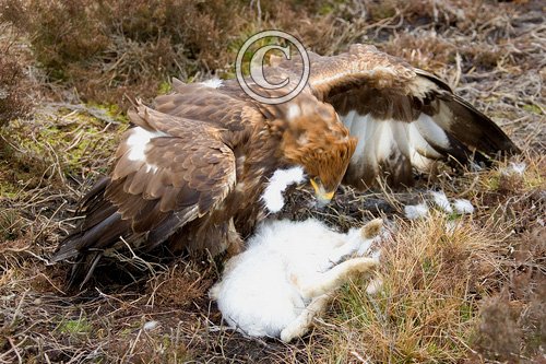 Golden Eagle DM0441